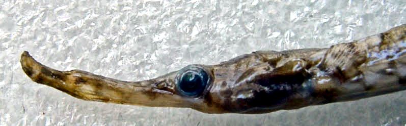 Syngnathus phlegon_05